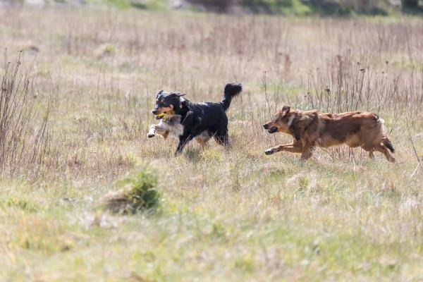 Trixie Jumper am Seil Hundespielzeug